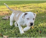 Small #2 American Bulldog