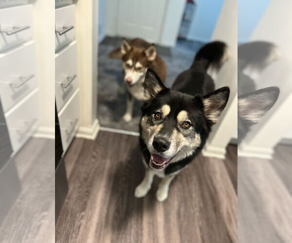Medium Photo #2 Aussie Siberian Puppy For Sale in COLUMBIA, MD, USA