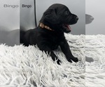 Small #6 Labrador Retriever