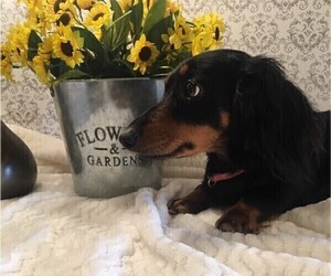 Mother of the Dachshund puppies born on 06/15/2022