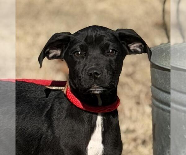 Medium Photo #1 Labrador Retriever-Unknown Mix Puppy For Sale in Yardley, PA, USA