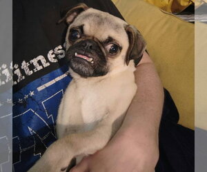Linus - Male Pug Dog for Adoption - Photo #6