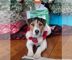 Small Photo #2 Jack Russell Terrier Puppy For Sale in Moorpark, CA, USA
