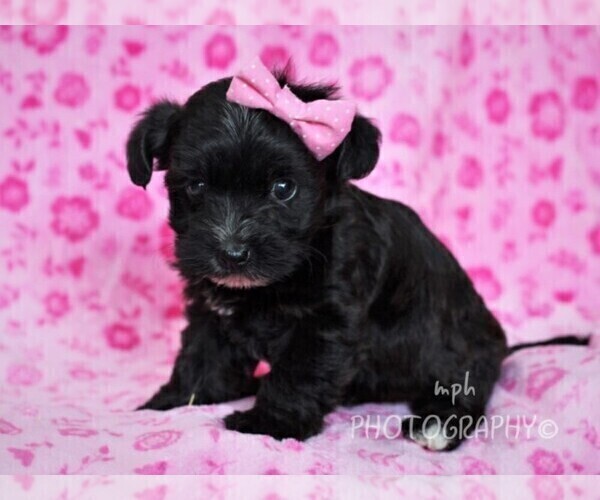 Medium Photo #2 YorkiePoo Puppy For Sale in LIBERTY, KY, USA