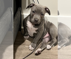 American Bully Puppy for sale in DECATUR, GA, USA