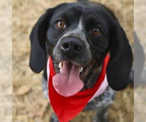 Bluetick Coonhound-Unknown Mix Dogs for adoption in San Antonio, TX, USA