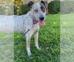 Small Australian Cattle Dog Mix