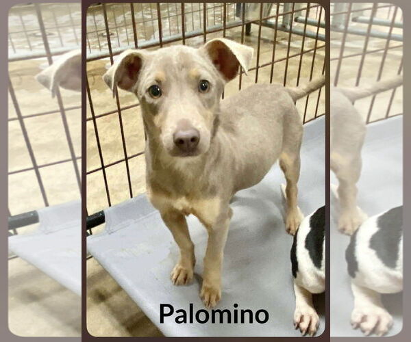 Medium Photo #1 Dachshund-Unknown Mix Puppy For Sale in Wakefield, RI, USA