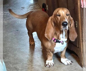 Fatima TX - Female Basset Hound Dog for Adoption - Photo #3