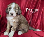 Small #2 Bernedoodle