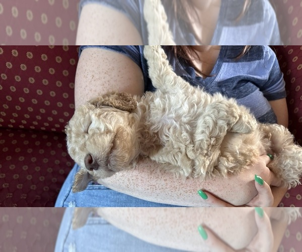 Medium Photo #7 Goldendoodle Puppy For Sale in RUSSELL, MA, USA