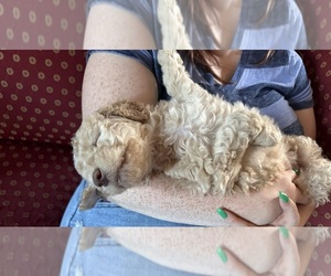 Medium Goldendoodle