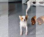 Small #6 Cavalier King Charles Spaniel Mix