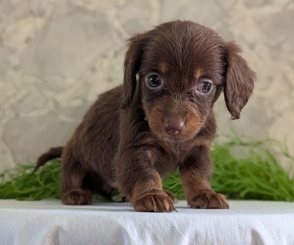 Medium Photo #3 Dachshund Puppy For Sale in GOSHEN, IN, USA