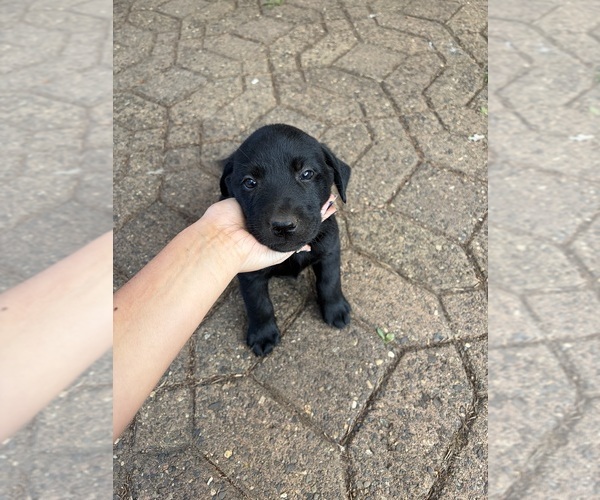 Medium Photo #4 Labrador Retriever Puppy For Sale in BEAVERCREEK, OR, USA