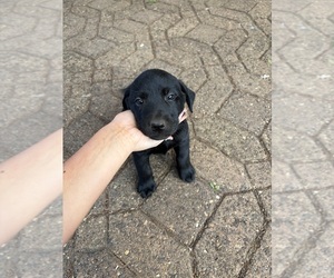 Medium Labrador Retriever