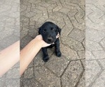 Puppy Puppy 3 Labrador Retriever