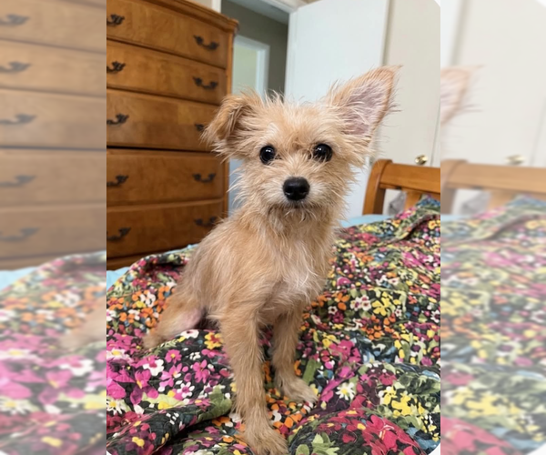 Medium Photo #2 Chihuahua-Unknown Mix Puppy For Sale in Cranston, RI, USA