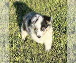 Small #1 Shetland Sheepdog