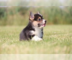 Small Photo #9 Pembroke Welsh Corgi Puppy For Sale in FORT MADISON, IA, USA