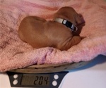 Small Photo #4 Vizsla Puppy For Sale in SYLVA, NC, USA