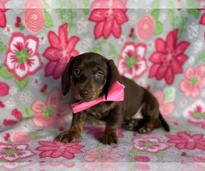 Dachshund Dog for Adoption in LANCASTER, Pennsylvania USA