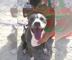 American Staffordshire Terrier-Boston Terrier Mix Dogs for adoption in Fort Pierce, FL, USA