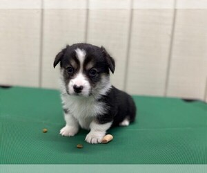 Pembroke Welsh Corgi Puppy for sale in COBLESKILL, NY, USA