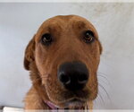 Small Labrador Retriever Mix