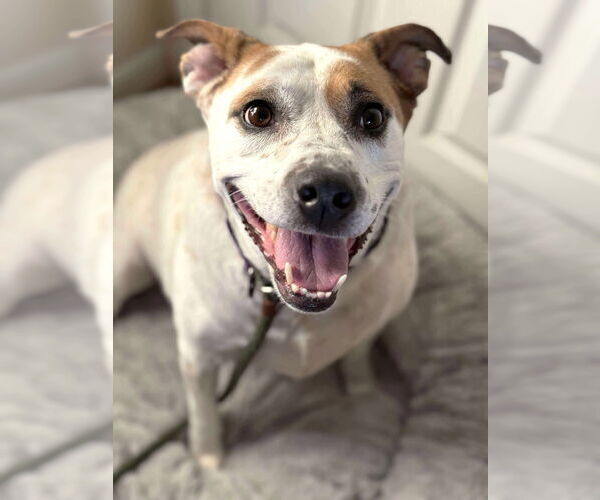 Medium Photo #13 Mutt Puppy For Sale in Boonton, NJ, USA