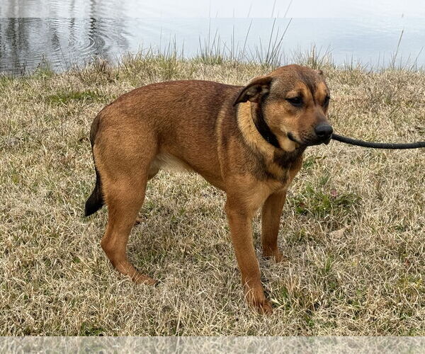 Medium Photo #3 Mutt Puppy For Sale in Tarrytown, GA, USA