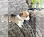 Small #3 Pembroke Welsh Corgi