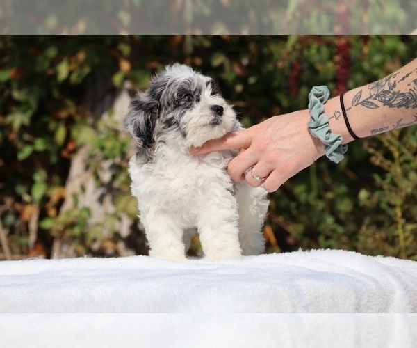 Medium Photo #2 ShihPoo Puppy For Sale in DYERSBURG, TN, USA