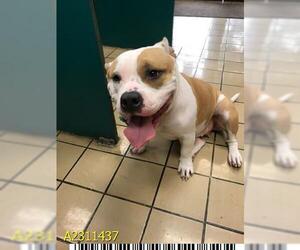 American Bulldog Dogs for adoption in West Palm Beach, FL, USA