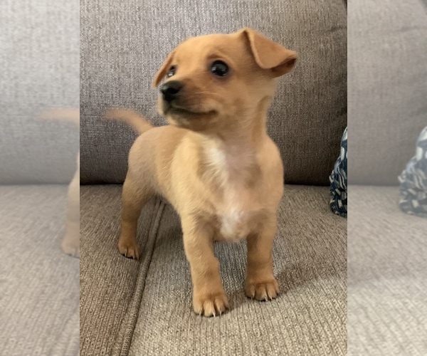 Medium Photo #16 Chiweenie Puppy For Sale in CLOVER, SC, USA