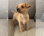 Small Photo #16 Chiweenie Puppy For Sale in CLOVER, SC, USA