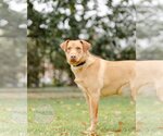 Small Photo #11 Labrador Retriever-Unknown Mix Puppy For Sale in Tuscaloosa, AL, USA