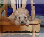 Small #1 Cavapoo