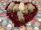 Small Photo #6 Labrador Retriever Puppy For Sale in BASCO, IL, USA