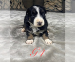 Small Photo #43 Australian Shepherd Puppy For Sale in SALISBURY, NC, USA