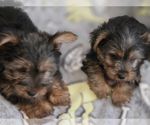 Medium Photo #1 Yorkshire Terrier Puppy For Sale in AKRON, OH, USA