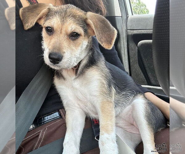 Medium Photo #4 Mutt Puppy For Sale in Washington, DC, USA
