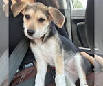 Small #3 Mutt