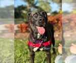 Small #1 Labrador Retriever Mix