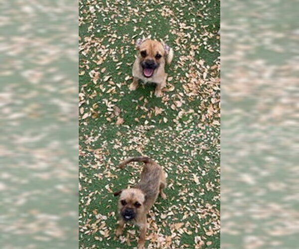 Medium Photo #3 Border Terrier Puppy For Sale in oakland, FL, USA