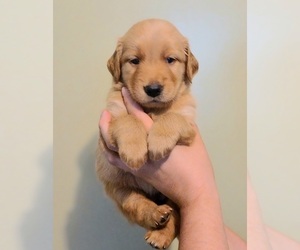 Golden Retriever Puppy for Sale in SALISBURY, North Carolina USA