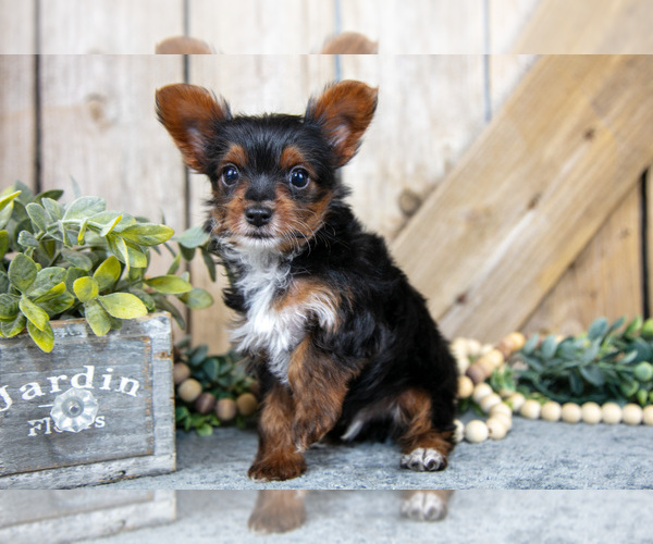 Medium Photo #2 Yorkshire Terrier Puppy For Sale in GREENWICH, OH, USA