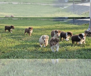 Miniature Australian Shepherd Puppy for sale in INDEPENDENCE, KS, USA