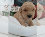Puppy Pink Golden English Cream Golden Retriever