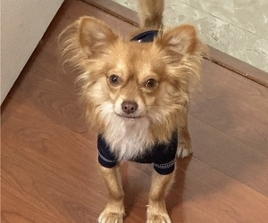 Father of the Chihuahua puppies born on 01/24/2026